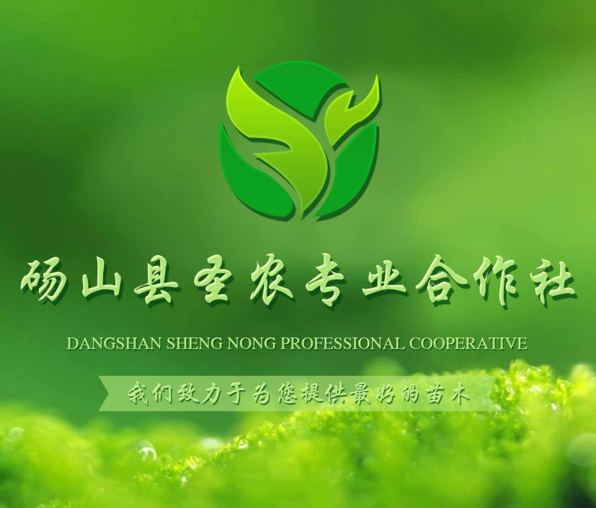 碭山縣圣農(nóng)專業(yè)合作社